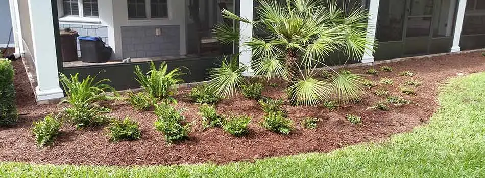 This landscape bed has had one of the popular mulches for the Spring Hill, FL area laid in it.