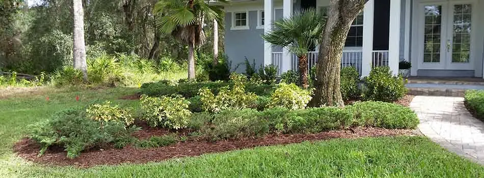At the request of this homeowner in Brooksville, FL, TLB Landscaping has installed double-shredded hardwood mulch.